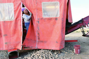 Francisca Soto of Ogden, Utah, peets out from a sorting table to see why the line has stopped at the Juniper, Idaho site.