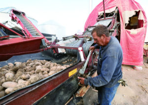 Farm manager Mike Anderson works to fix a breakdown on the conveyor belt at the Juniper location. Photos: Bill Schaefer