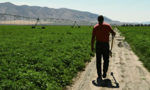 Matt Maughan, CSS agronomist, walks down a dirt road to inspect another set of Innate potatoes.