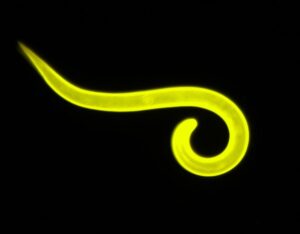 Pictured is a micrograph of a stained second stage juvenile of Globodera pallida, but Globodera rostochiensis cysts look similar to the naked eye. Photo: Dandurand program at University of Idaho