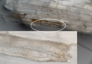 Cyst nematode trapped in a dying Solanum sisymbriifolium root cell. Photo: Dandurand program at University of Idaho