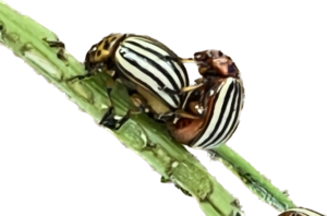 Figure 2: The Colorado potato beetle.