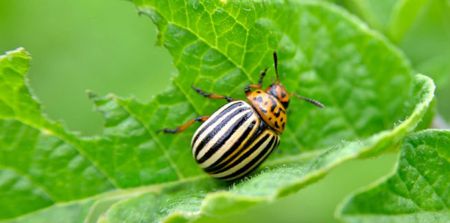 How To Manage Colorado Potato Beetles That Survived Winter Spudman