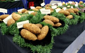Colorado-Seed-Potatoes