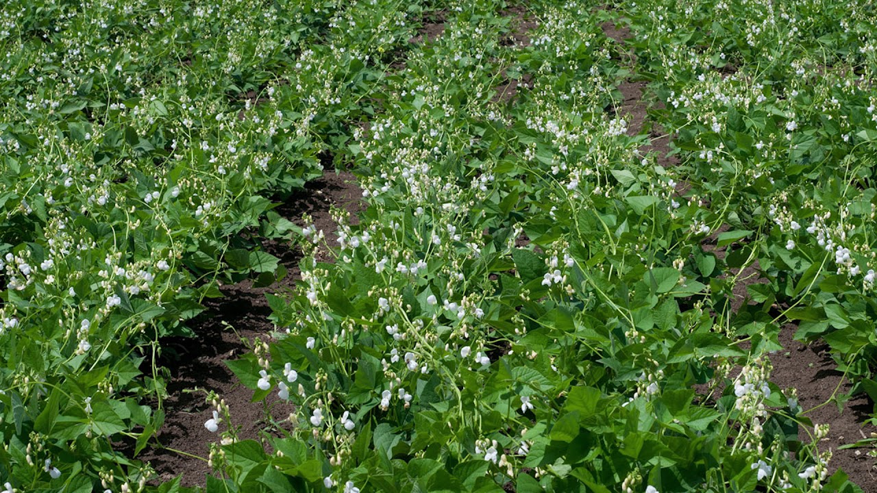 the-right-cover-crop-combinations-spudman