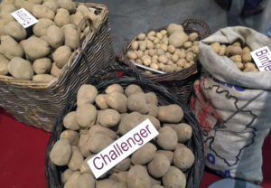 Mydibel new potato varieties