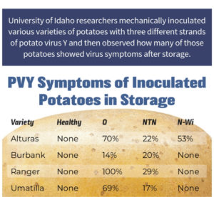 PVY-Graphic-Potato-Virus-Y