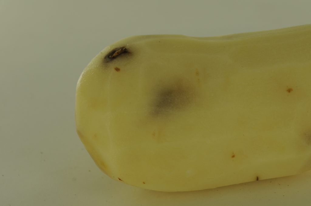 potato bruise