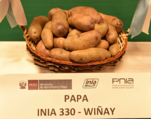 Winay-potato