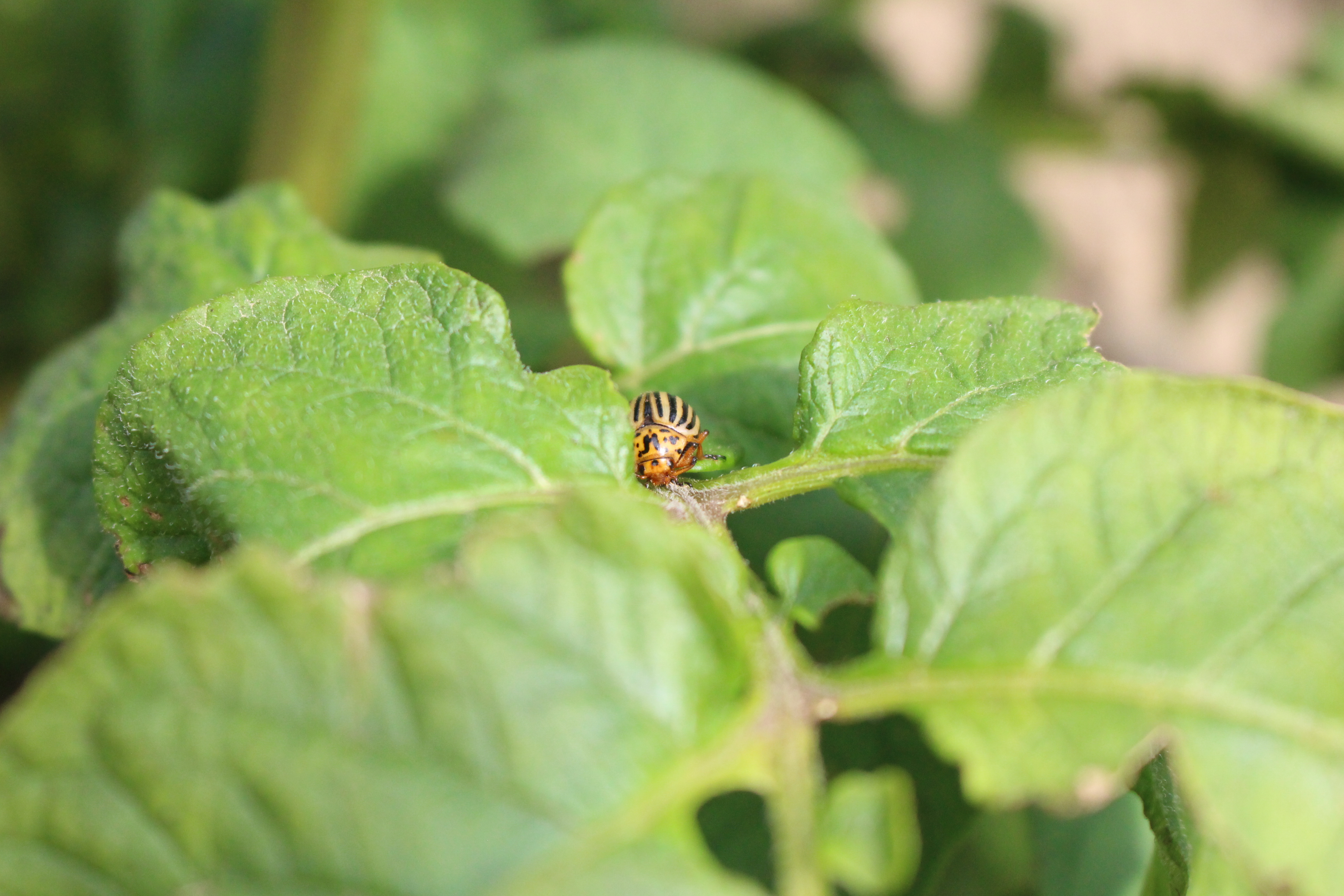 A New Method For Controlling Colorado Potato Beetles Spudman