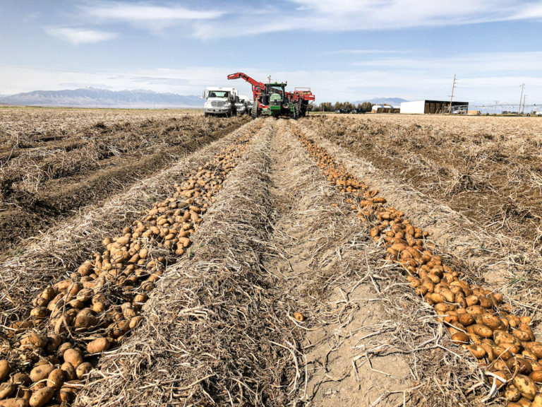 Idaho Potatoes Valued At A Record $1.04 Billion In 2019 - Spudman