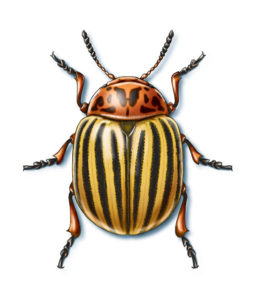 Colorado-potato-beetle-Leptinotarsa-decemlineata-Illustration-4