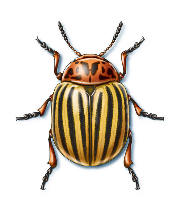 Pest Of The Month Colorado Potato Beetle Spudman