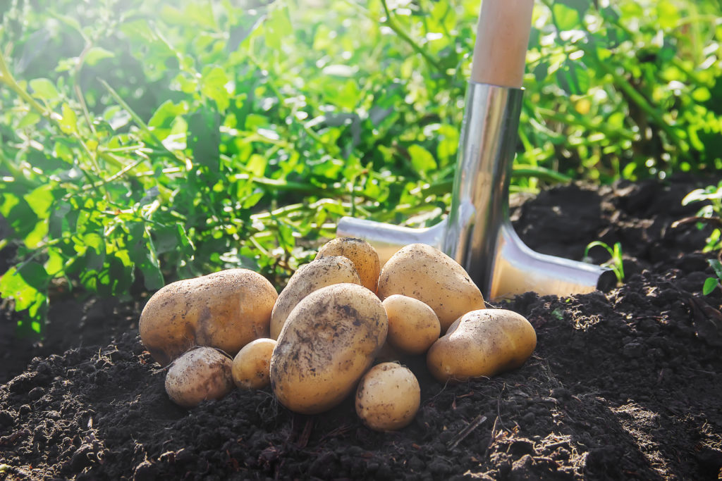 potatoes in field with shovel
