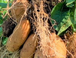 Potato Roots, San Acacio Seed