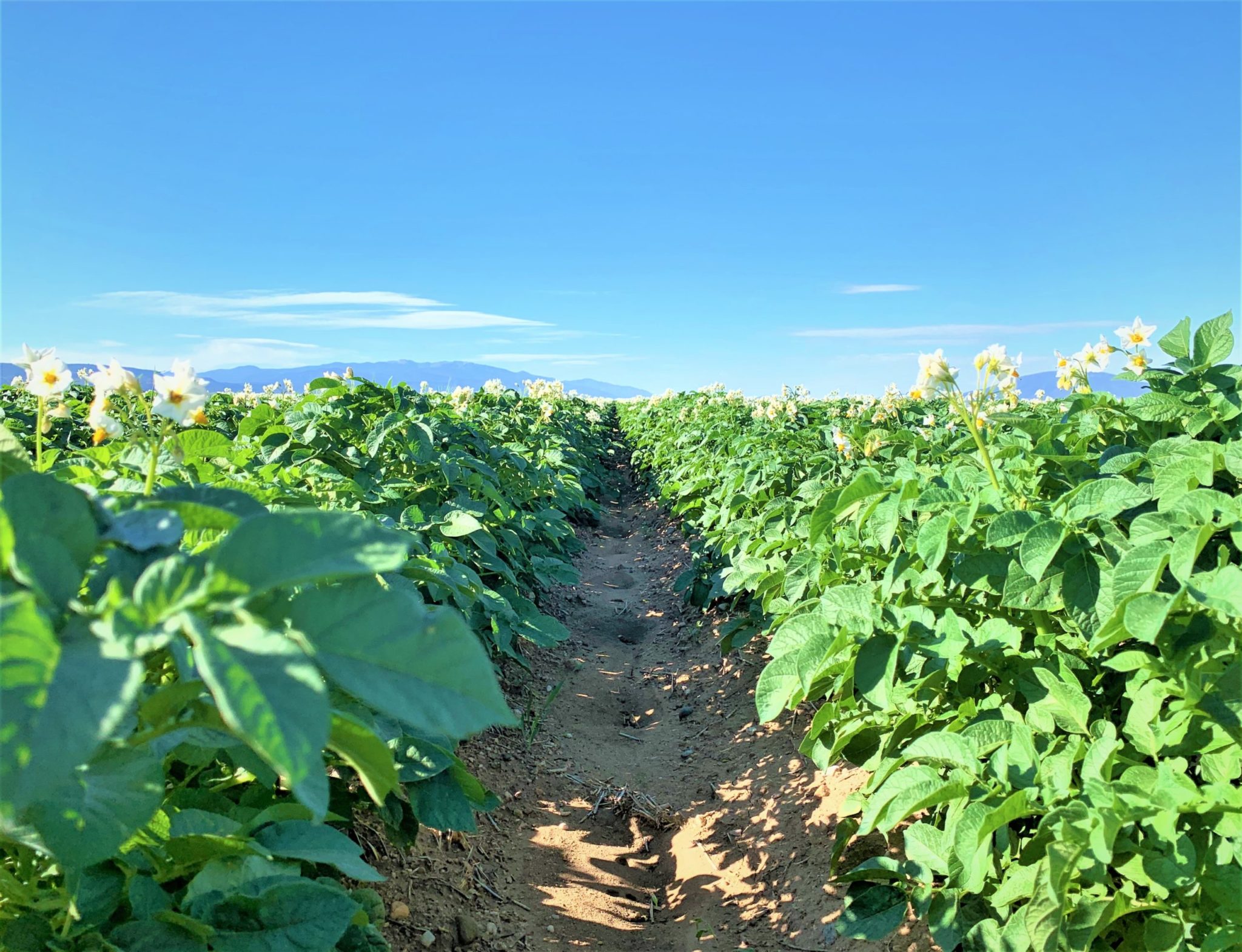 russet-varieties-dominate-san-luis-valley-production-spudman