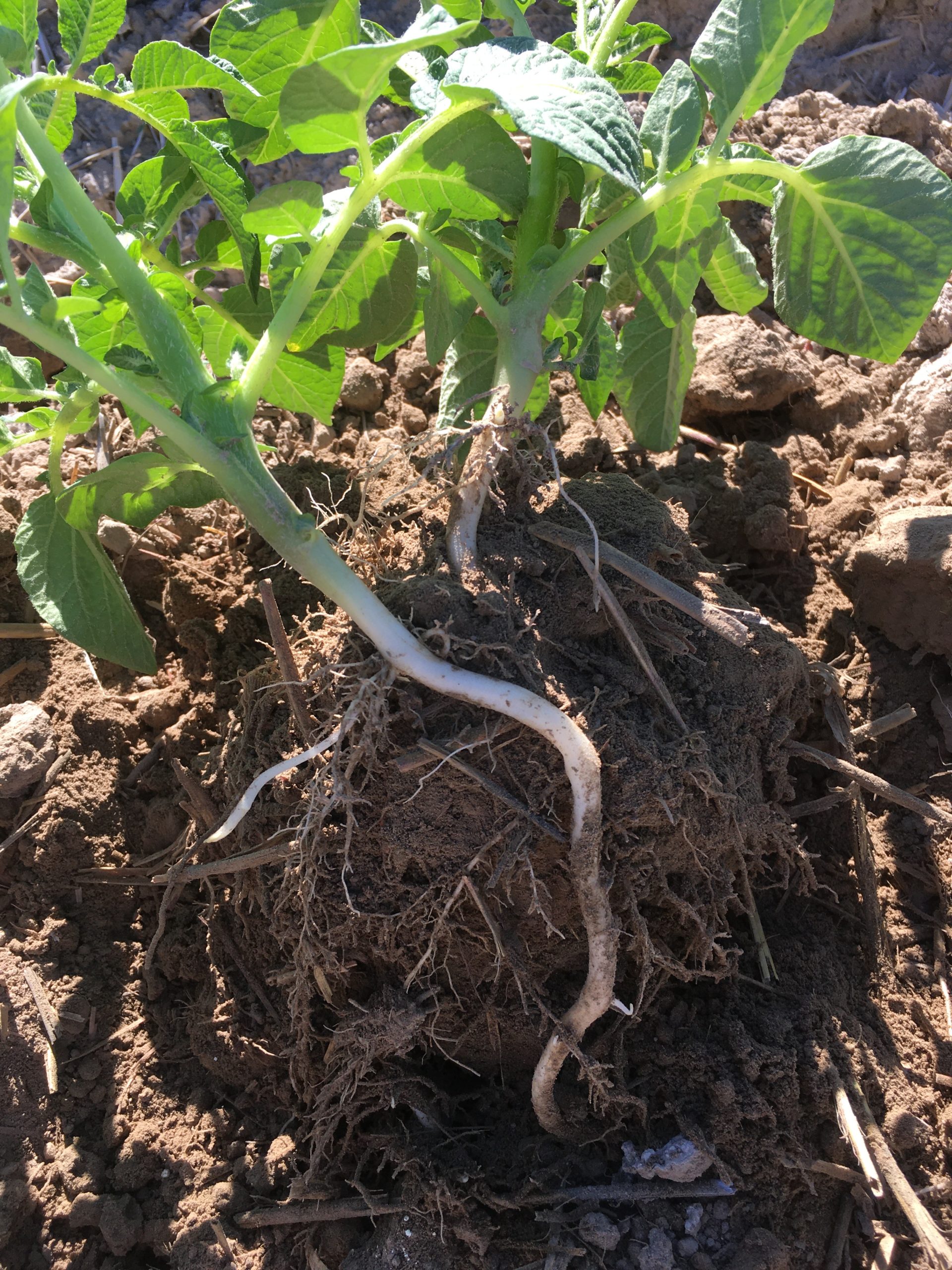 Research studies herbicide damage to potatoes caused by heavy rainfall