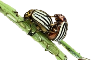 Figure 2: The Colorado potato beetle.