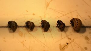 Larva of the Colorado potato beetle affected after feeding on plants sprayed with elicitors. Larva on the right was sprayed with water; the rest with different elicitors. 