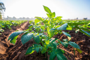Young potato plant field in the morning, organic farm. Photo: Potato Sustainability Alliance
