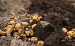 Image of potatoes in the ground about to be harvested.