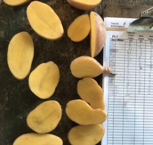 Sliced potatoes are seen next to a sheet of recorded data