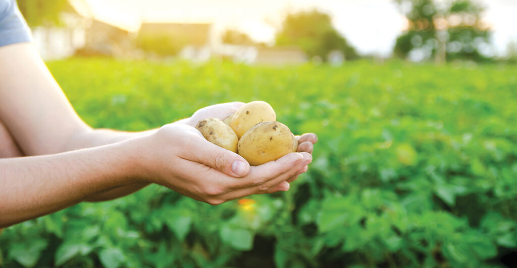 Image of potatoes being held by a hand in a potato field