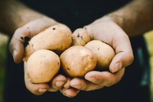 Freshly harvested potatoes held in a grower's hands