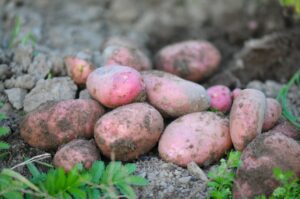 Freshly harvested potatoes on the ground