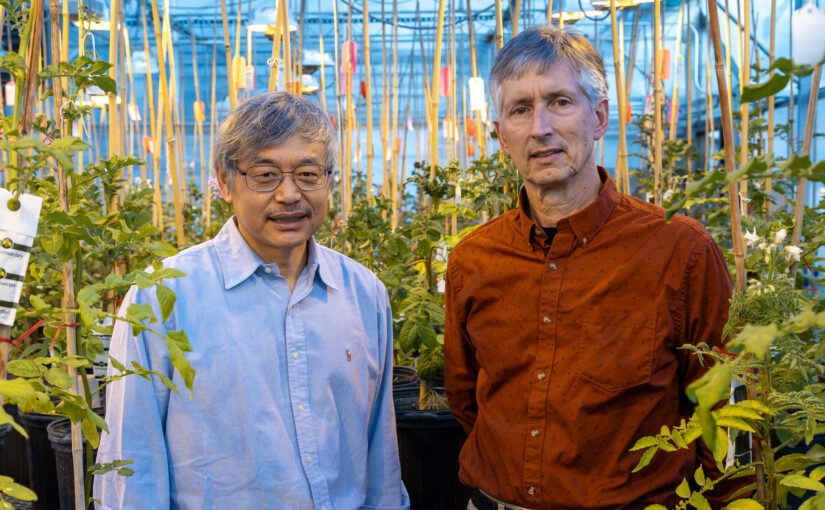 Two men face the camera, surrounded by potato plants