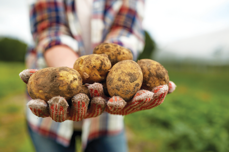 Pei Potato Wart Mitigation Efforts Present A Growing Concern To Us Spudman 6095