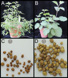 Four images of various wild potato varieties