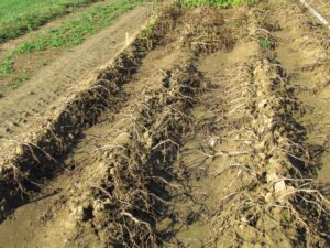 A barren potato field stricken with blight