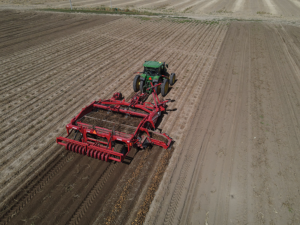 An overhead view of rows of potatoes being tilled