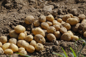 A small group of potatoes peek through the soil