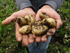 Freshly unearthed potatoes covered in soil