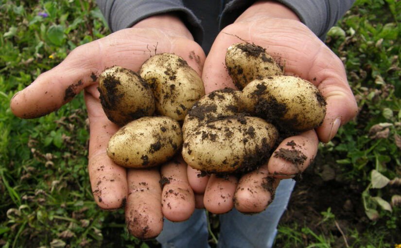 Freshly unearthed potatoes covered in soil