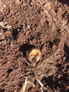 A flattened, diseased potato rots in a field