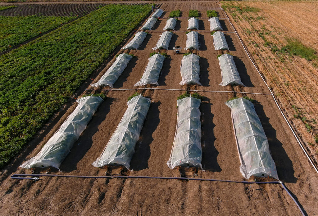 A row of potato plants covered during an experiment