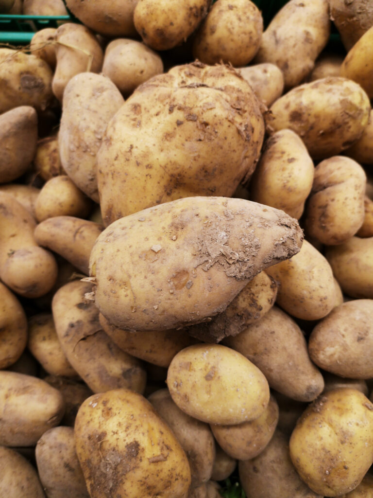 A closeup of a pile of different-sized potatoes