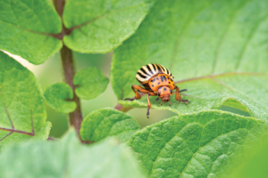 An orange-and-yellow Colorado potato beetle munches on a green leaf.