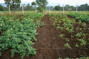 Leafy healthy potato plants beside sparser ones with less foilage