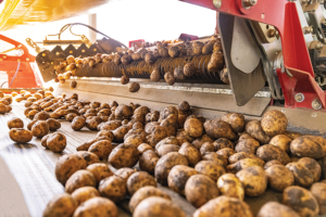 Freshly harvested potatoes tumble from a processing machine