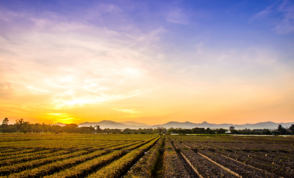 The sun sets over a field