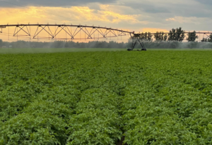 Potato field. Photo courtesy of Heartland Farms.