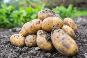 A pile of freshly unearthed potatoes which are free lying on the soil.