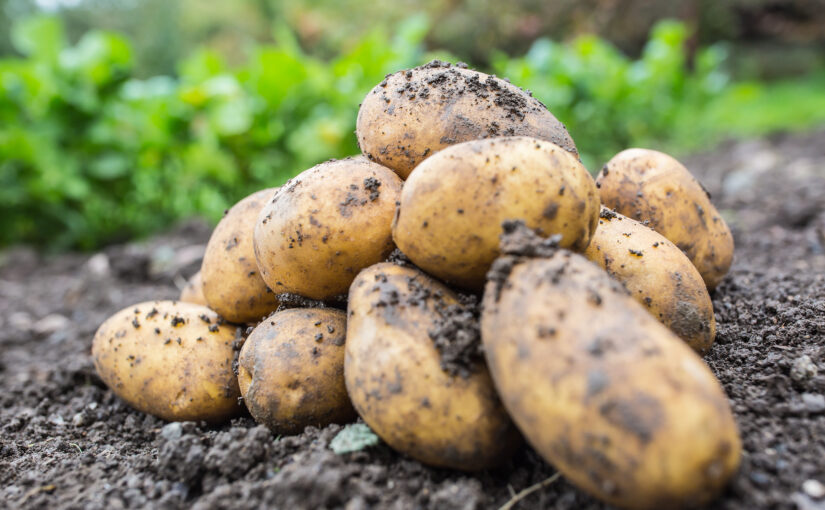 A pile of freshly unearthed potatoes which are free lying on the soil.