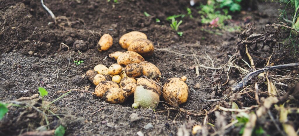 A cluster of freshly harvested potatoes on the ground