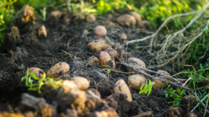 A closeup of potatoes smudged with soil in the field