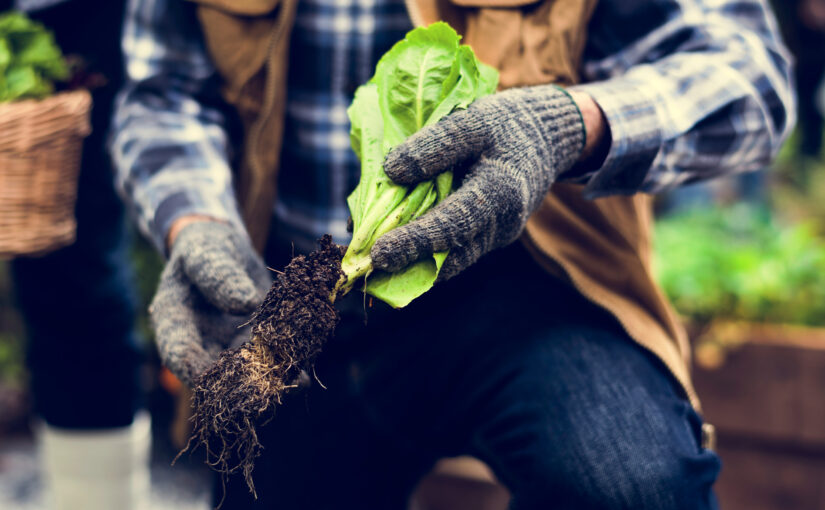 Lettuce is harvest by an unseen person